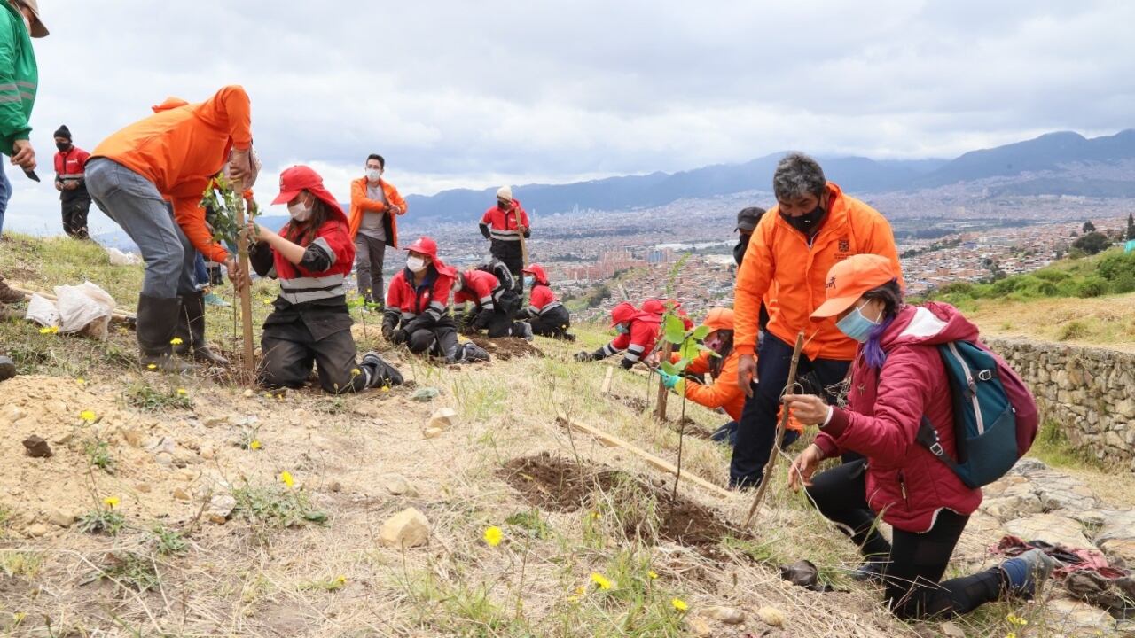 Un total de 150 individuos vegetales fueron plantados en el cumpleaños de Bogotá.