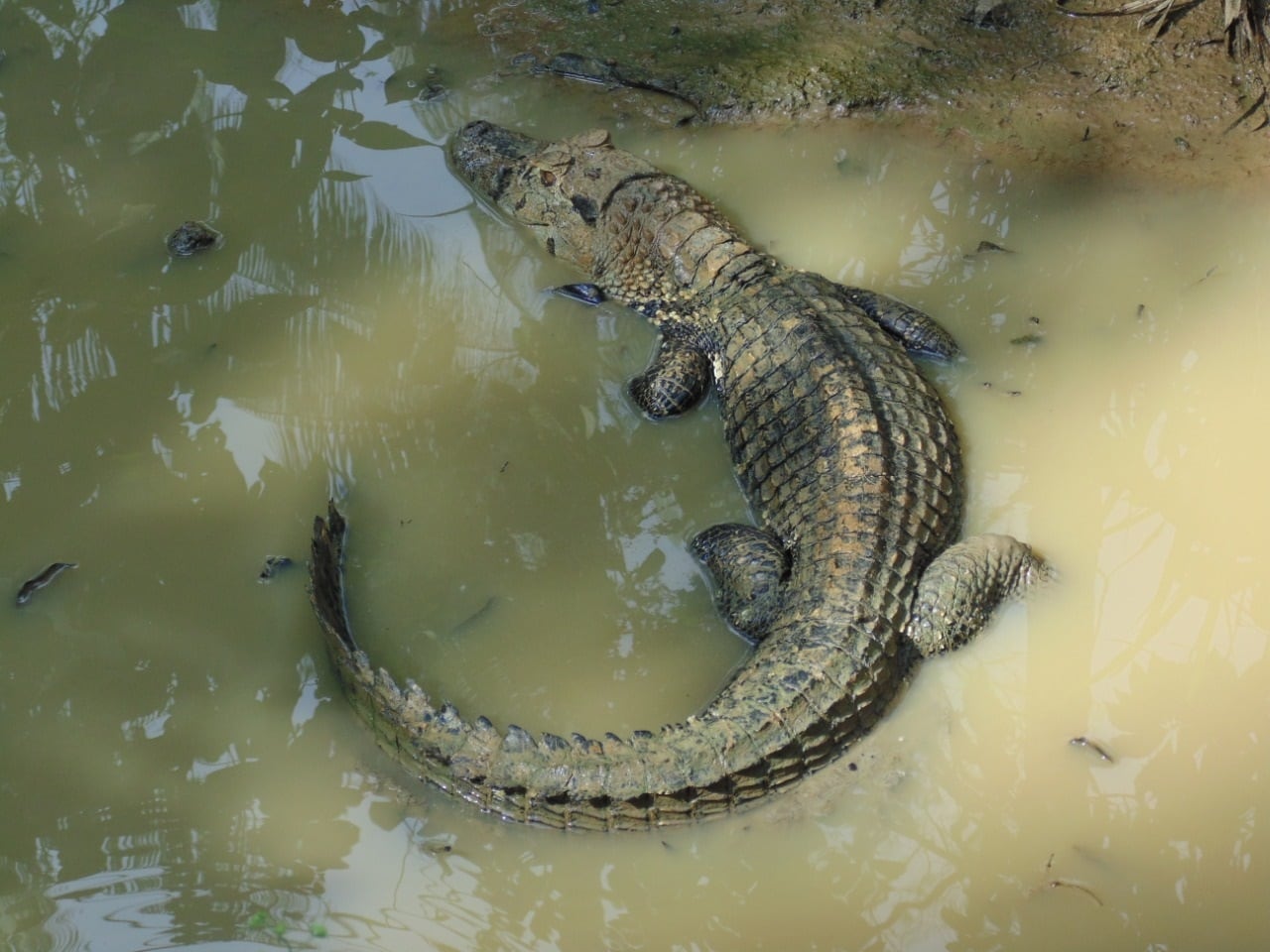 Caimanes en peligro de extinción