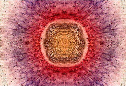 Retina del ojo de un pez cebra. Estos peces tropicales de agua dulce son ampliamente utilizados en la investigación científica. La retina se ve de frente, como si el espectador estuviera mirando directamente a los ojos del pez.