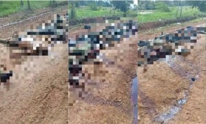 Las víctimas serían integrantes de organizaciones criminales que disputan el control del tráfico de estupefacientes en la región.