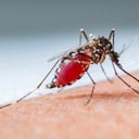 Un brote de dengue en Santander provoca gran alarma tras el fallecimiento de tres personas.