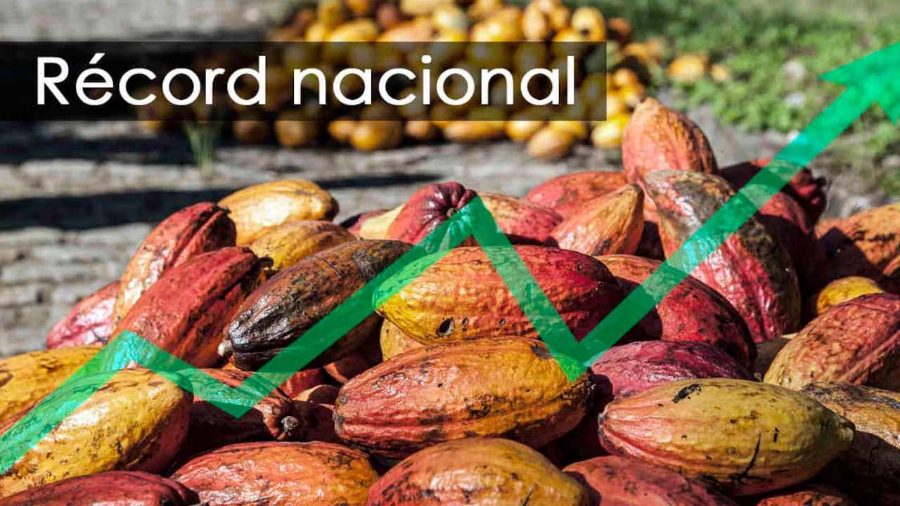 Producción de cacao alcanza récord a nivel nacional