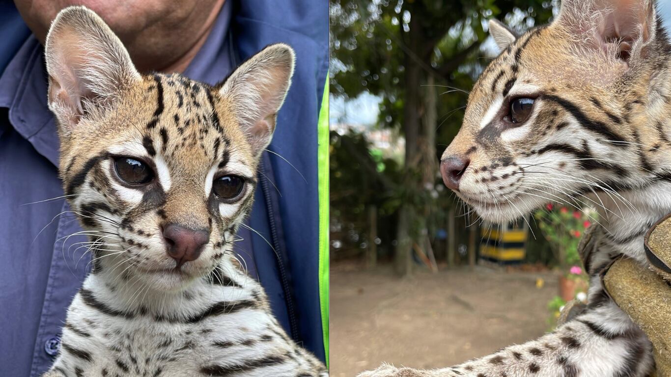 El ocelote es una de las siete especies de felinos que existen en Colombia.