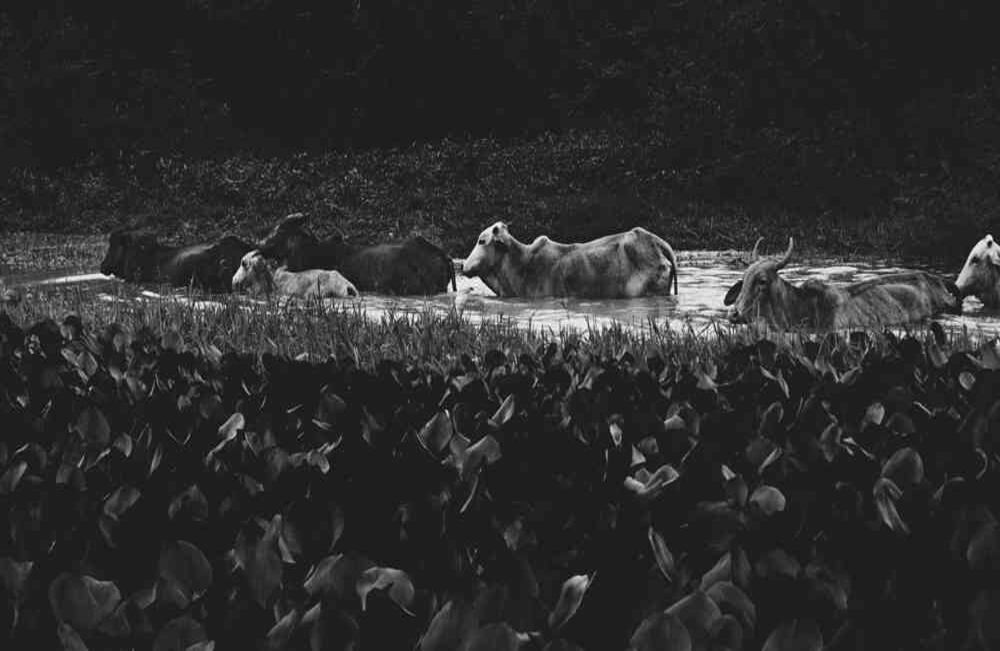 Más de 27 millones de animales componen la población bovina del país, según el censo pecuario del ICA (2019).  