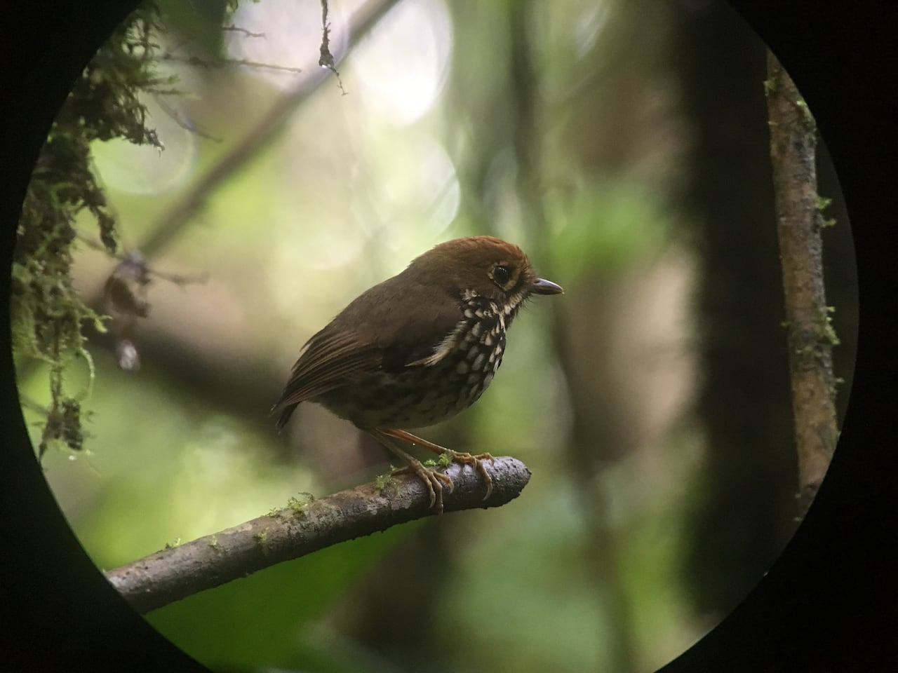 El ave perteneciente a la familia Grallariidae, fue vista por primera vez en el año 2017.