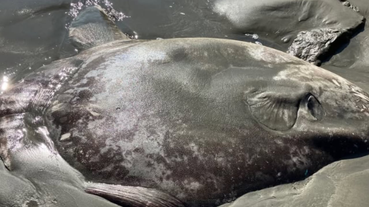 La extraña criatura de 2 metros hallada en una playa de California que sorprende a los científicos: ¿'alienígena’ o animal marino?