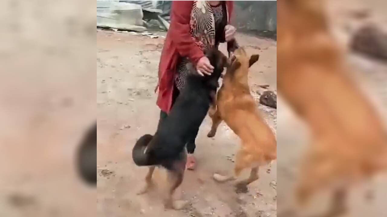 Emotivo reencuentro tras devastación en Chile.