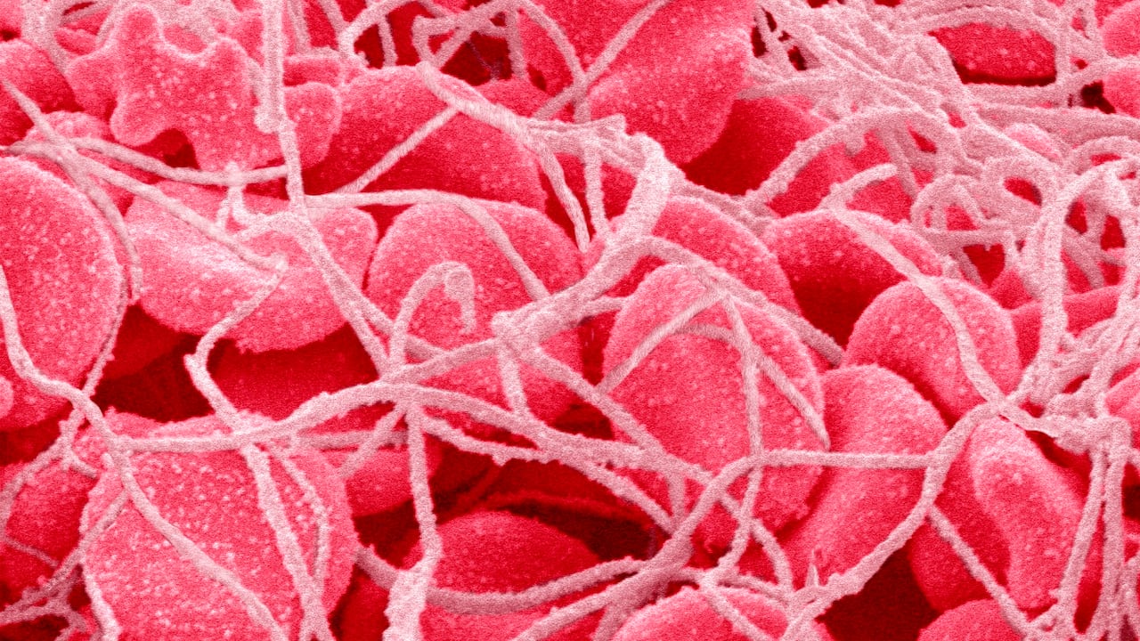 La purificación de la sangre y la regulación de la menstruación son dos aspectos clave a los que se les suele prestar atención.