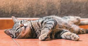 Ante cualquier síntoma que presente tu mascota, lo recomendable es acudir cuanto antes a un médico veterinario de confianza.