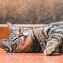 Ante cualquier síntoma que presente tu mascota, lo recomendable es acudir cuanto antes a un médico veterinario de confianza.