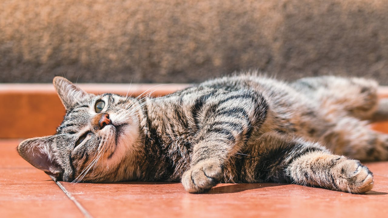 Ante cualquier síntoma que presente tu mascota, lo recomendable es acudir cuanto antes a un médico veterinario de confianza.