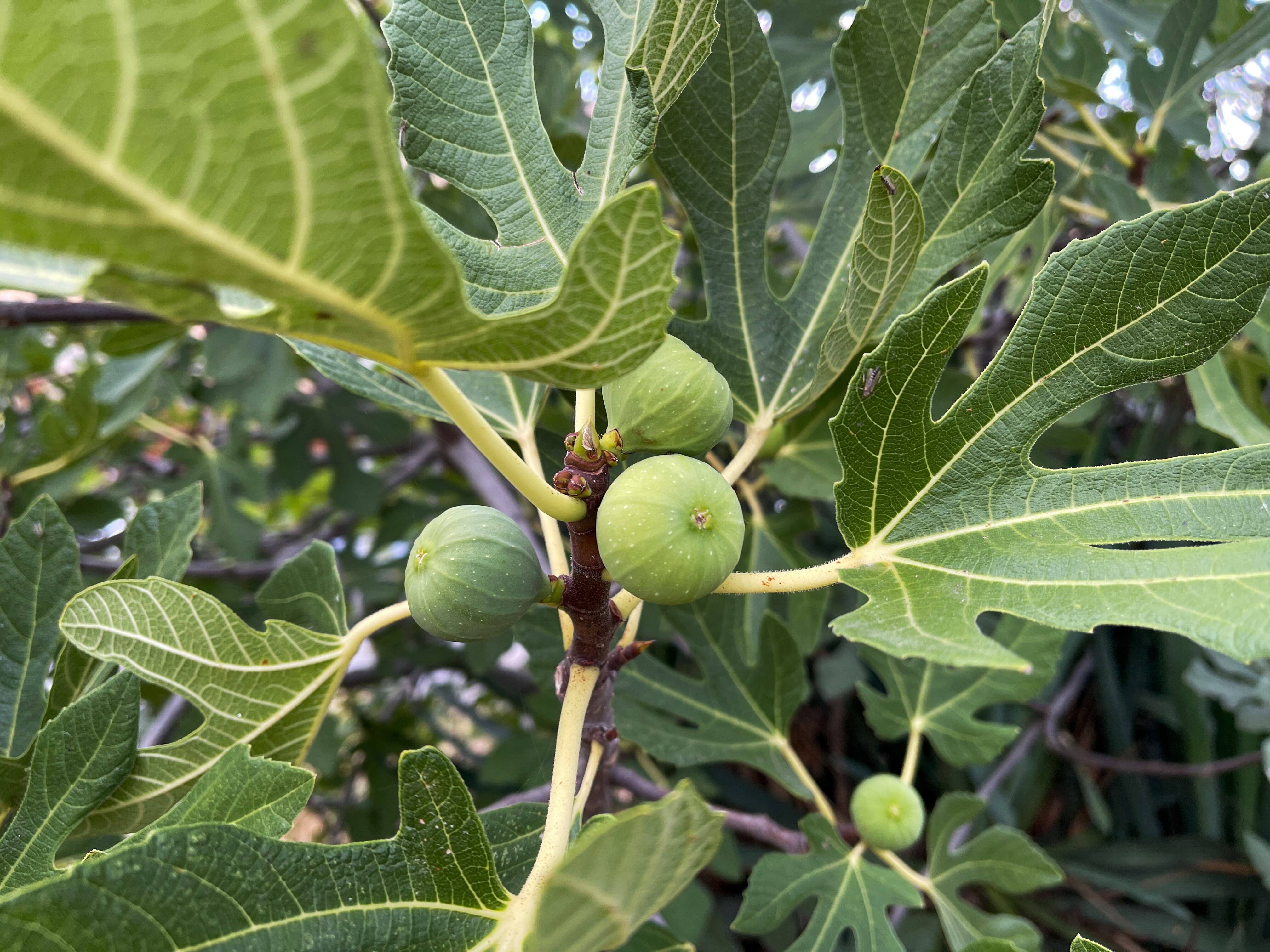 El árbol con los higos verdes