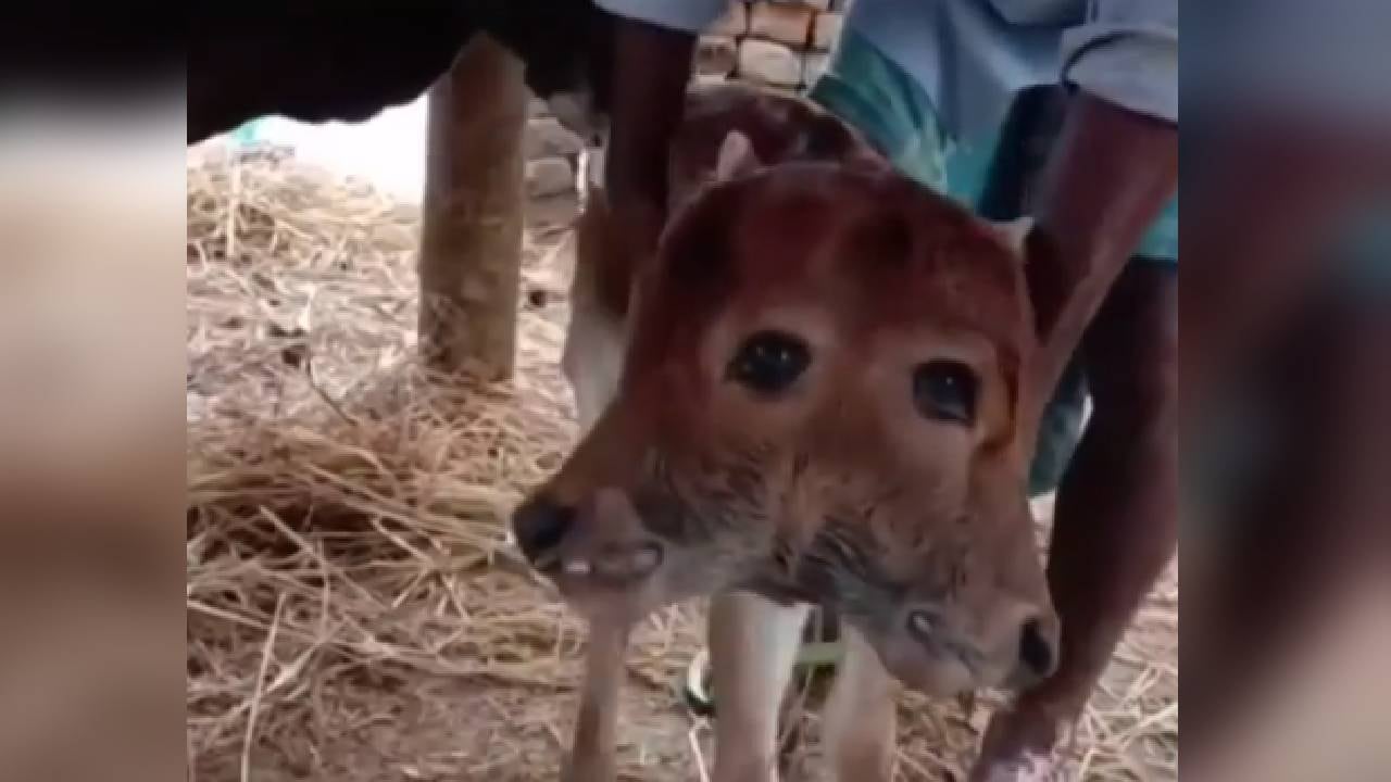 El ternero nació con dos cabezas en la localidad de Gangaikondan en la India.
Foto: Instagram, @rdlajungla.