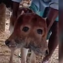 El ternero nació con dos cabezas en la localidad de Gangaikondan en la India.
Foto: Instagram, @rdlajungla.