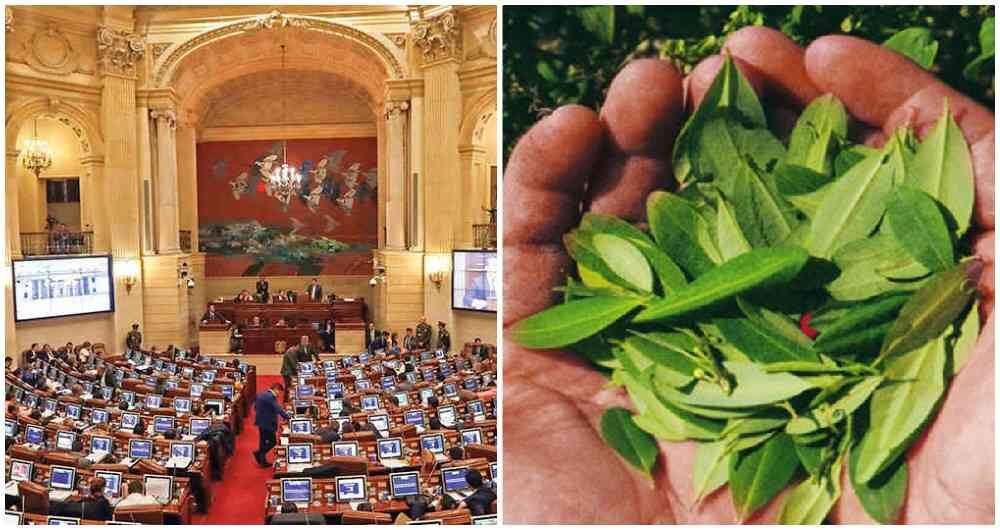 En el congreso se discutirá si es posible regular el consumo adulto de los derivados de la hoja de coca.