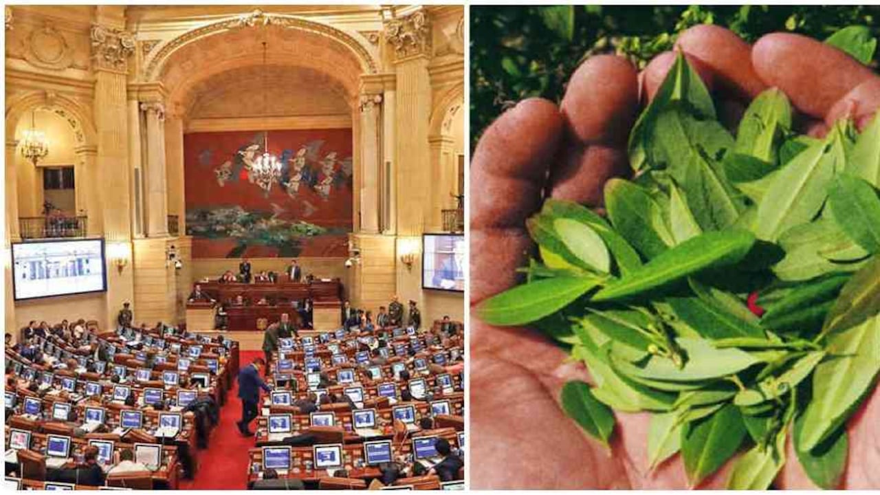 En el congreso se discutirá si es posible regular el consumo adulto de los derivados de la hoja de coca.