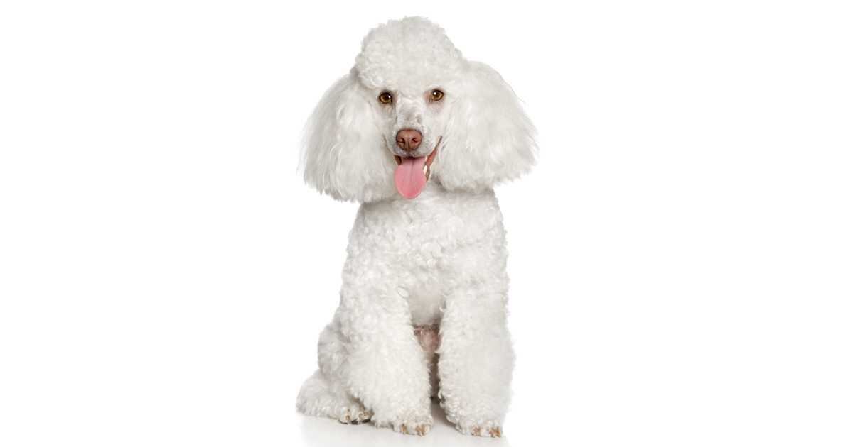 Los Poodle son una de las razas de perros más sencillas de adiestrar. 