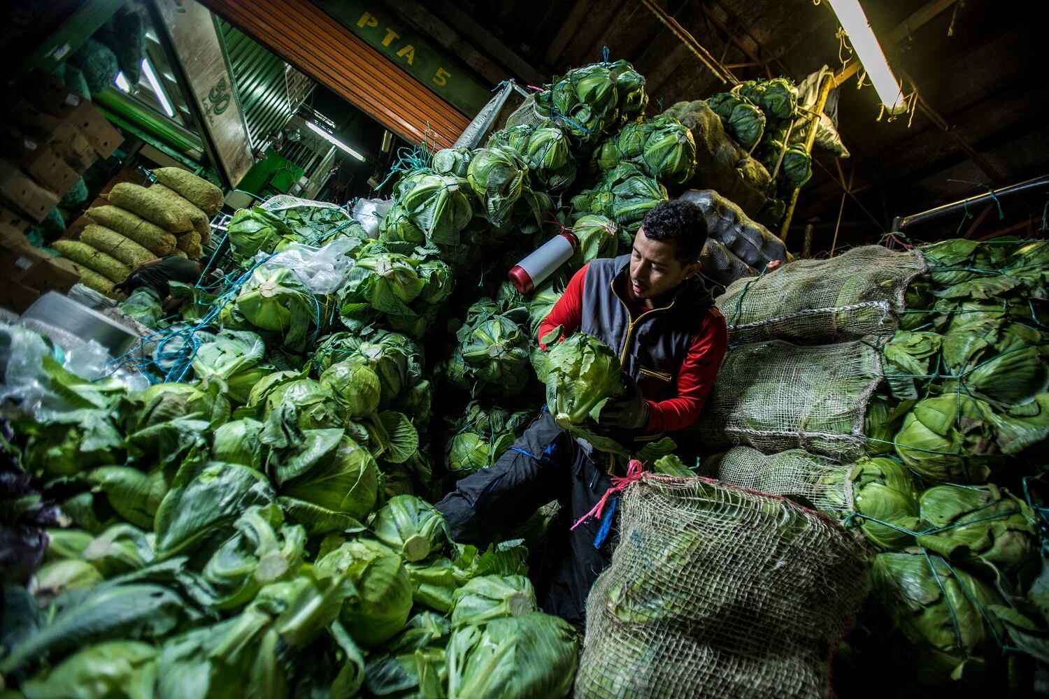 Según los datos proporcionados por el DANE, los precios mayoristas de las verduras han bajado debido al comportamiento de productos como la remolacha, el pimentón, el apio, la zanahoria, el repollo blanco, la lechuga Batavia, la ahuyama, la arveja verde en vaina y el chócolo mazorca.