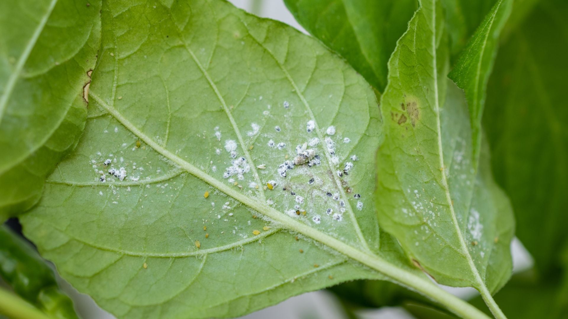 Cada vez más personas prefieren métodos naturales para controlar las plagas y evitar el uso de químicos agresivos.