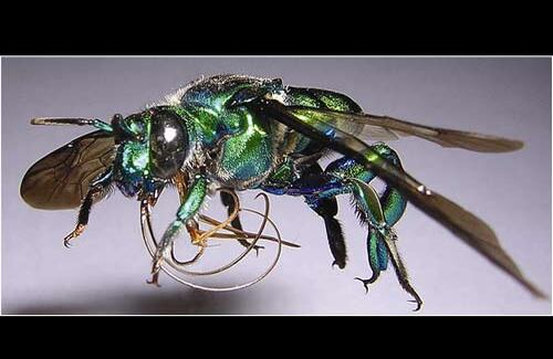 La Abejita verde del Llano aunque es una especie común en Centroamérica, en el sur del continente, y exactamente en Colombia se encuentra en peligro crítico de extinción por la destrucción de su hábitat.  La abejita es típica de la región de la Orinoquia y tiene como función específica polinizar las orquídeas. 