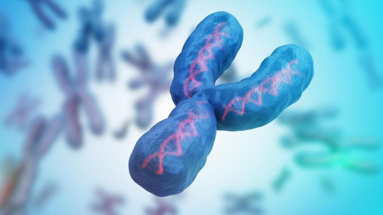 Estudios recientes han asociado la pérdida del cromosoma Y en algunas células de hombres mayores con un mayor riesgo de enfermedades cardiovasculares y Alzheimer.