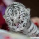 Nieve, como fue nombrada, nació con un peso de 954 gramos y era hija de dos tigres de Bengala de pelaje amarillo y negro.