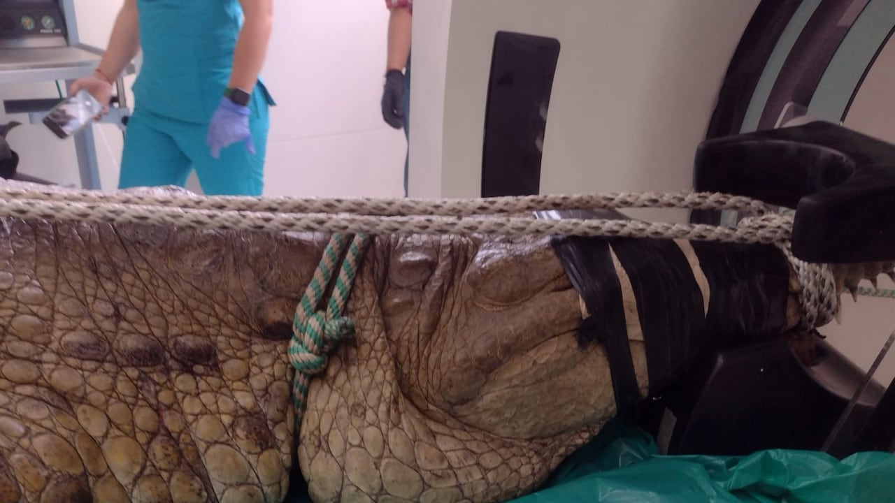 Una hembra de cocodrilo fue sometida a una serie de tomografías para examinar la fisiología de su especie