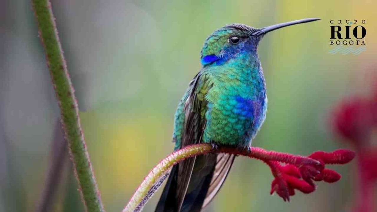 El colibrí chillón hace presencia en todos los humedales de Bogotá. Foto: Fundación Humedales Bogotá.