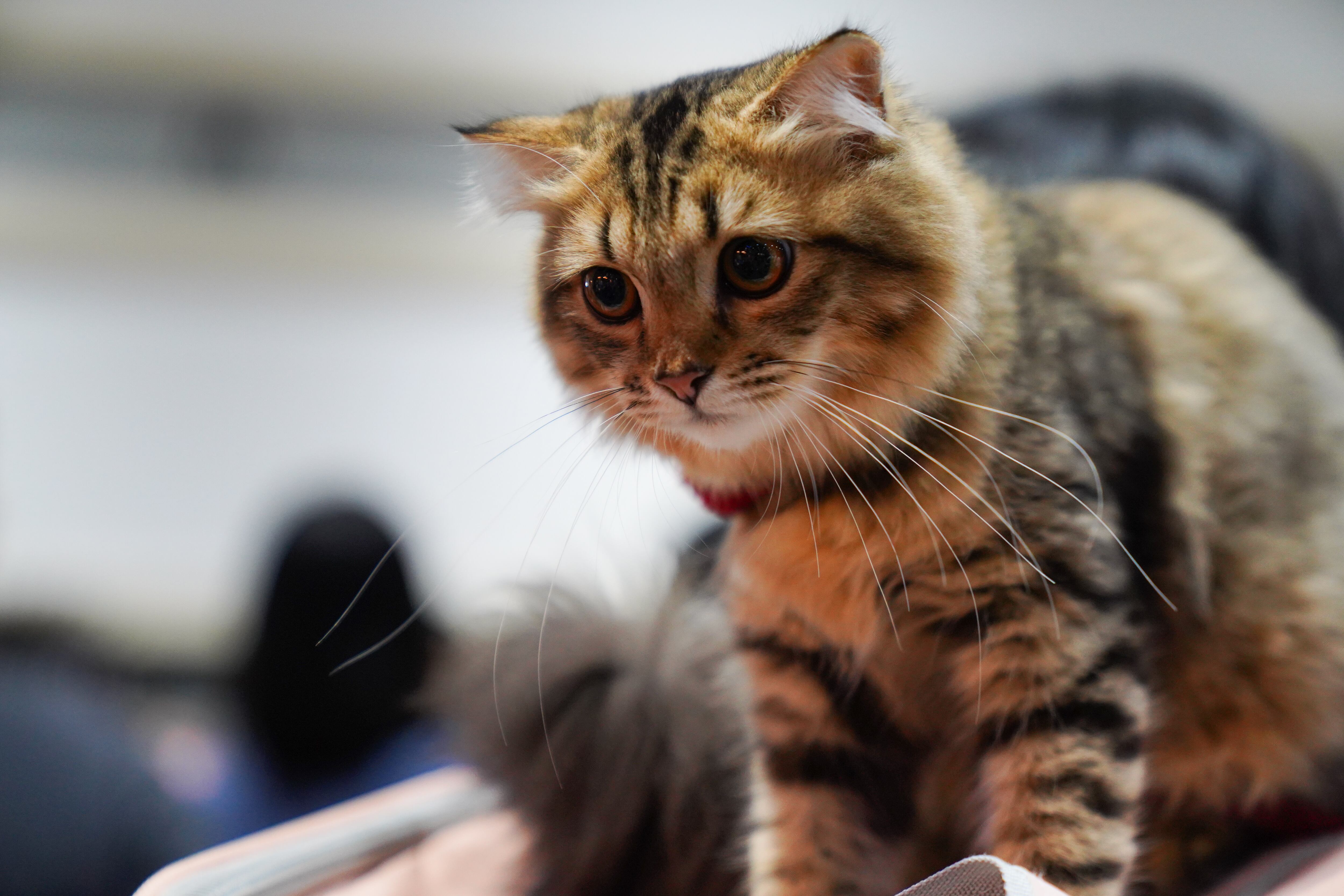 El cuidado de animales es una prioridad para los canadienses