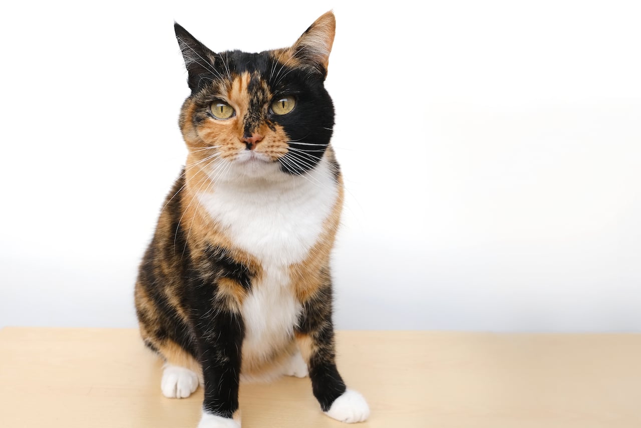 Las gatas atigradas son consideradas como la mejor compañía