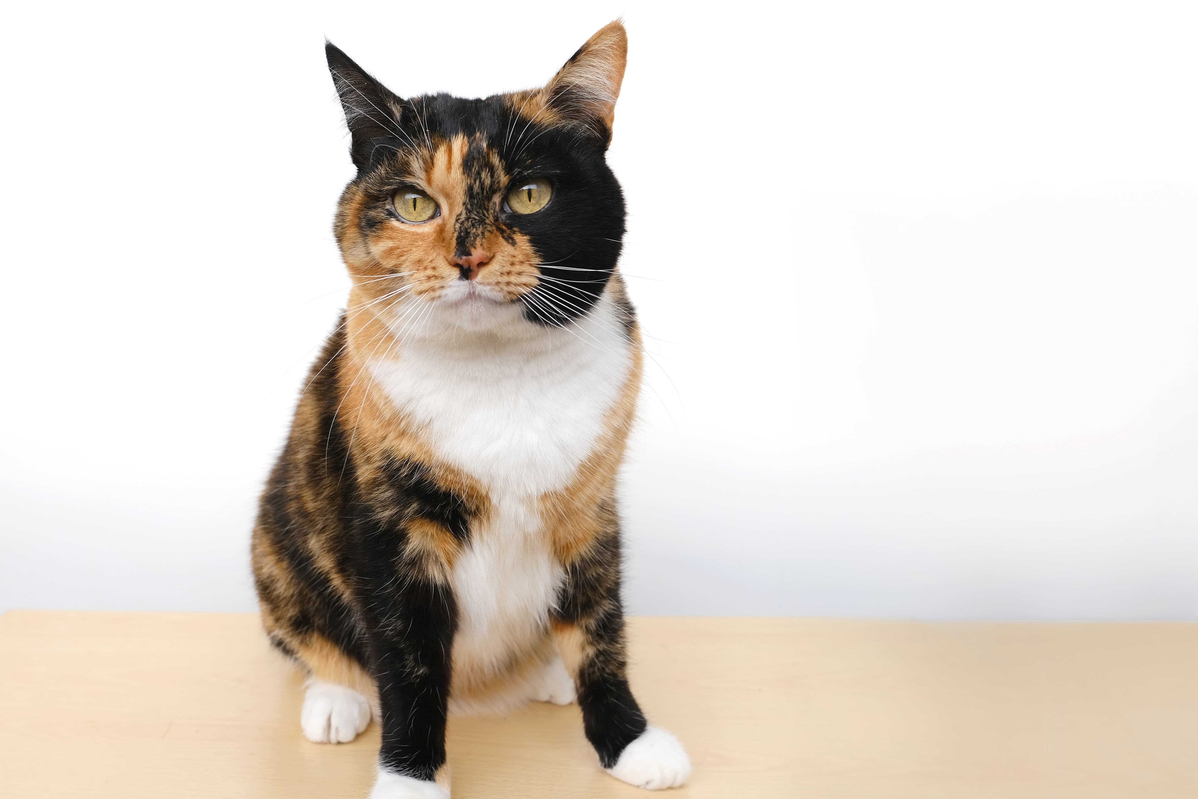 Las gatas atigradas son consideradas como la mejor compañía