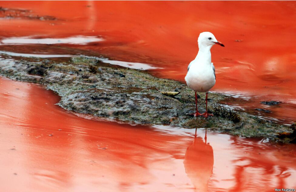 Los cúmulos gigantes de algas aparecieron el martes en las playa Bondi Beach, famosa mundialmente, además de las de Clovelly y Gordons Bay.
