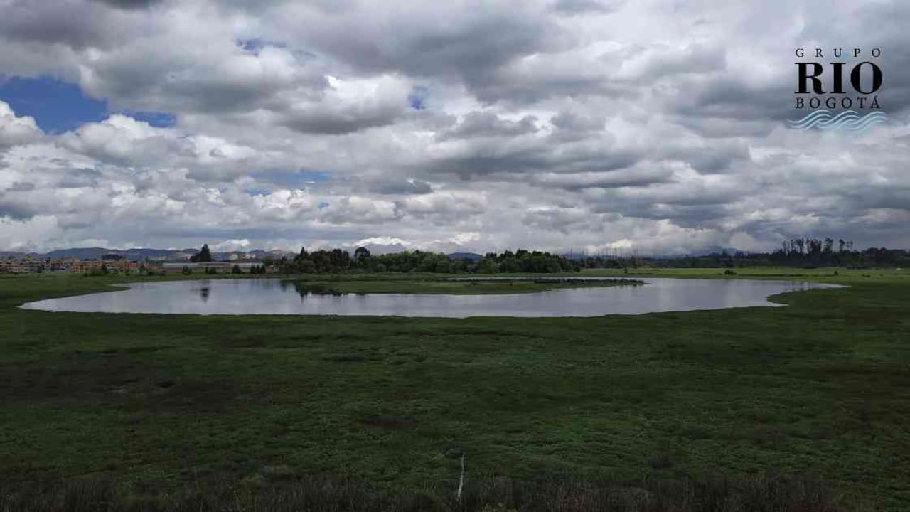 Jaboque es el tercer humedal bogotano con mayor cantidad de especies de aves. Foto: Jhon Barros.
