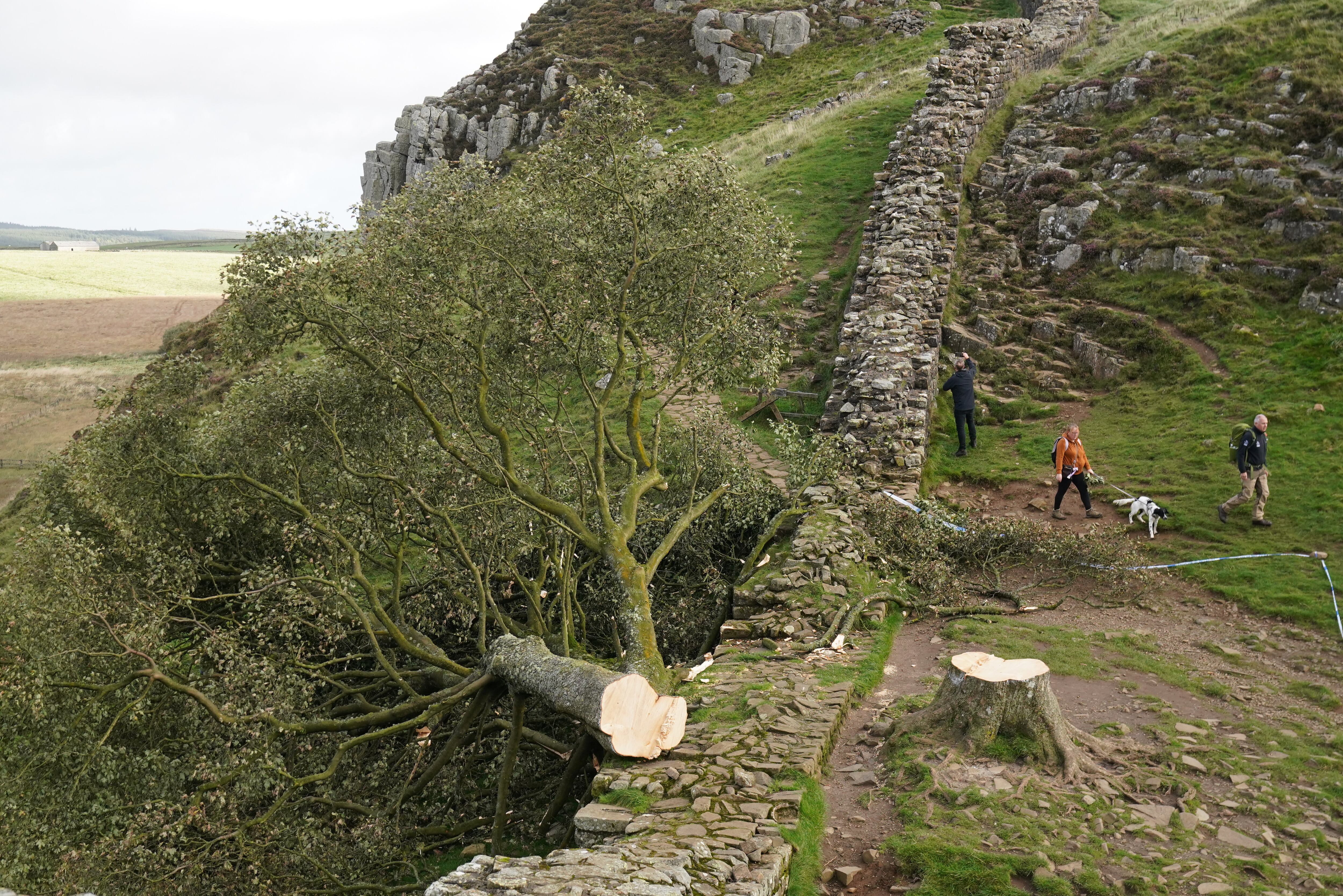El árbol talado Sycamore Gap, en el Muro de Adriano en Northumberland. Un joven de 16 años ha sido arrestado bajo sospecha de causar daños criminales en relación con la tala de uno de los árboles más fotografiados del Reino Unido.