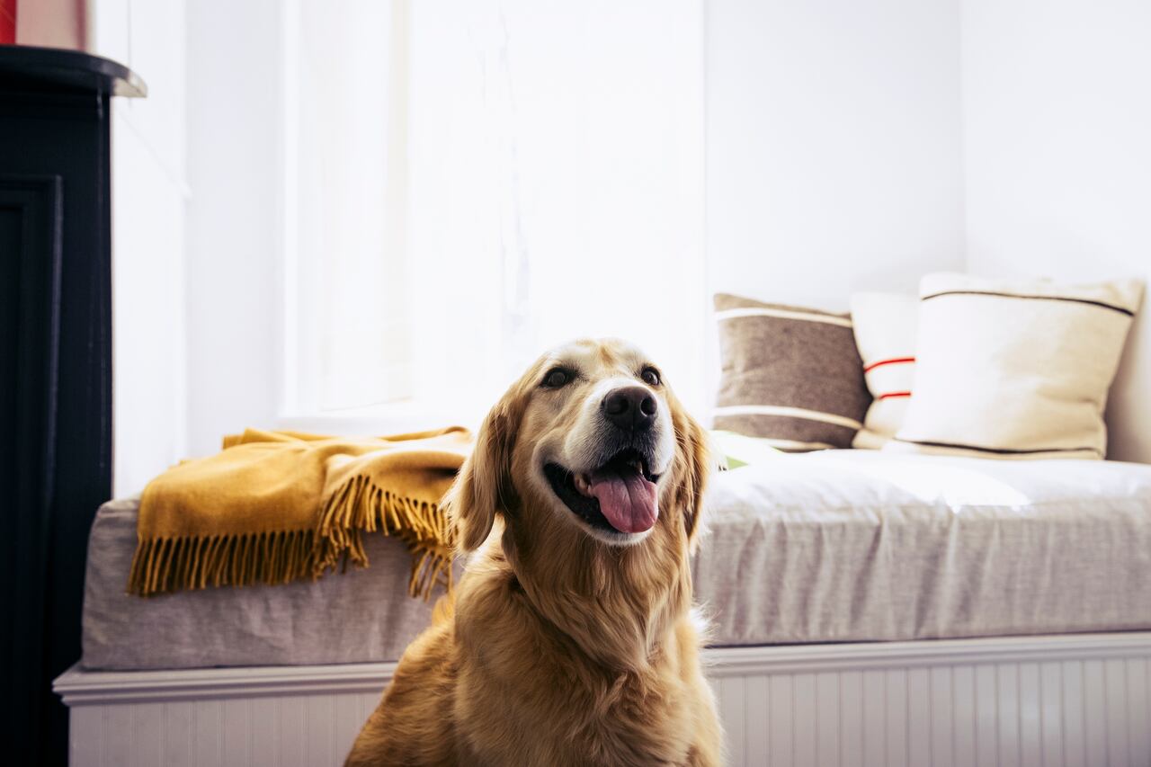 Tener un perro feliz en casa es posible adecuando rutinas para él.