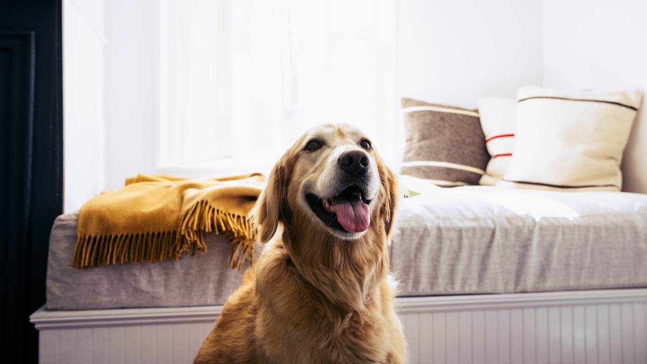 Tener un perro feliz en casa es posible adecuando rutinas para él.