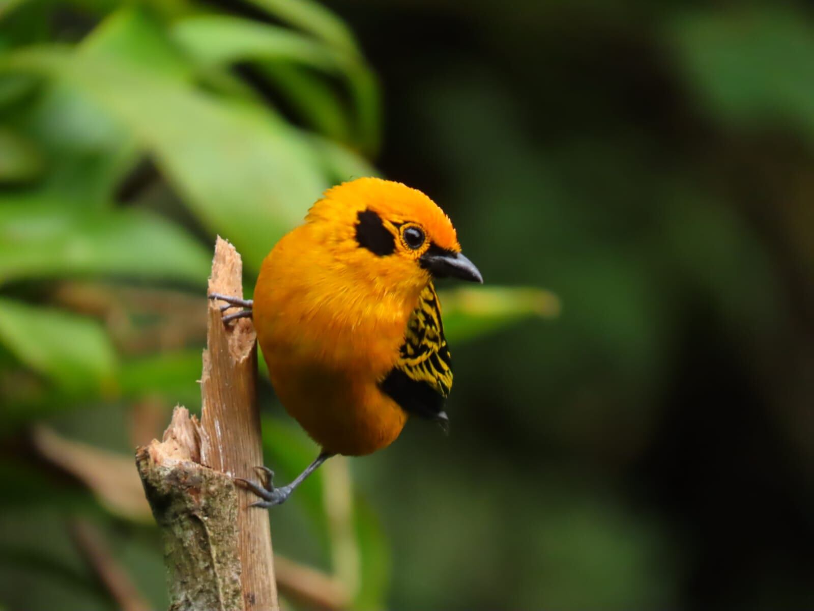 Entre Árboles es un lugar en el que se puede hacer camping en el bosque, con un paisaje precioso para apreciar y una bonita compañía.