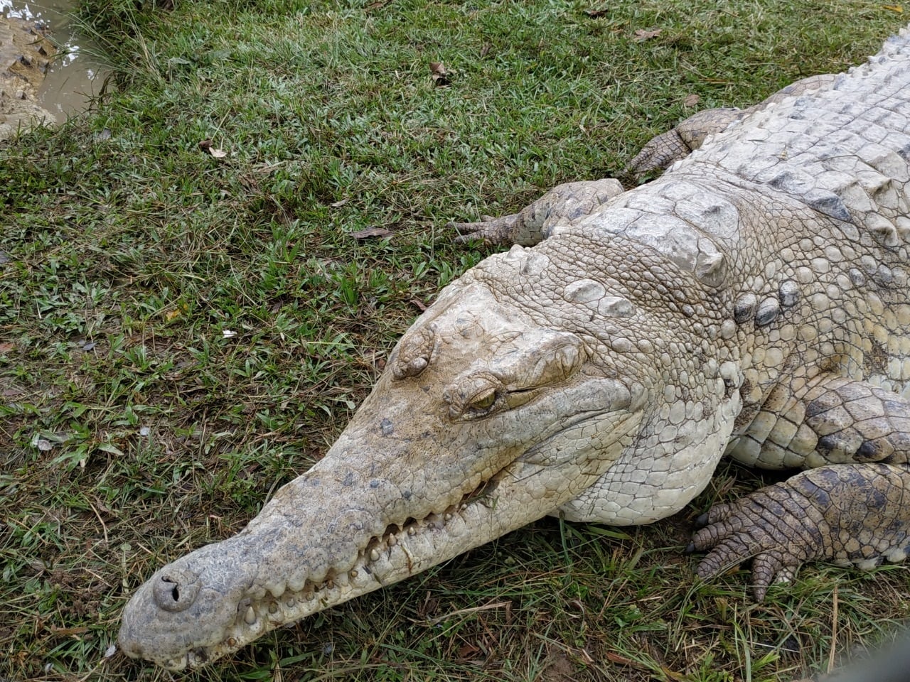 Caimán aguja en peligro de extinción