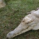 Crocodylus intermedius, una especie endémica del Orinoco, es el caimán más crítico en Colombia.