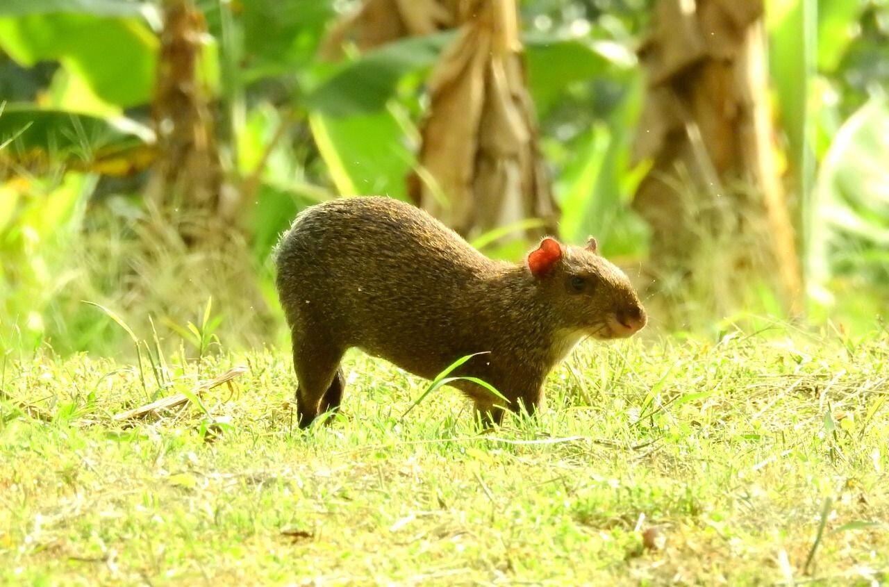Animales liberados tras ser víctimas de tráfico