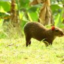 Más de 13.000 animales han liberado las CAR este año.