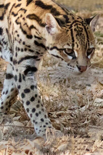 Autoridades investigan quién es el responsable de este hecho.