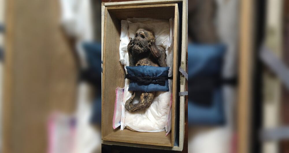 Esta foto del folleto tomada el 26 de enero de 2022 y proporcionada por la Universidad de Ciencias y Artes de Kurashiki en Kurashiki, prefectura de Okayama, el 9 de marzo de 2023, muestra una creación de 30 centímetros de largo, a menudo denominada "momia sirena", pero que está hecha en parte de papel, tela y partes de animales, pertenecientes al templo de Enjuin en la prefectura de Okayama.
Folleto / Universidad de Ciencias y Artes de Kurashiki / AFP