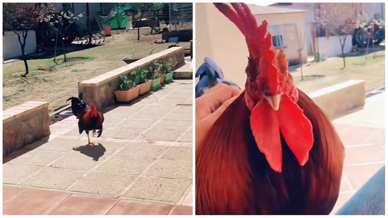 La mujer pone a grabar mientras que a lo lejos se ve al animal, que al percatarse sobre la presencia de Gracia, no duda en emprender una rápida caminata hacia ella.