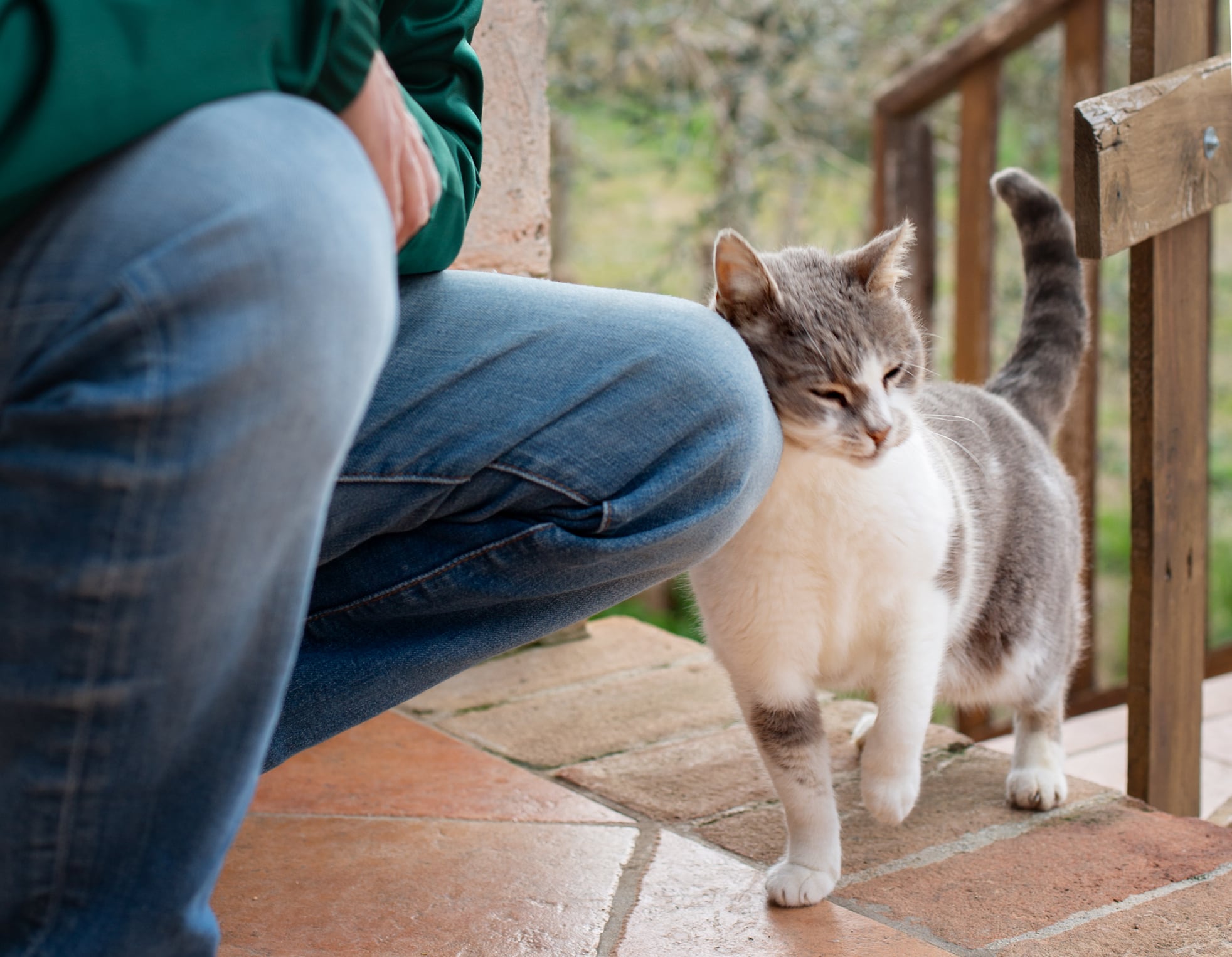 Gatos