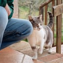 Gatos