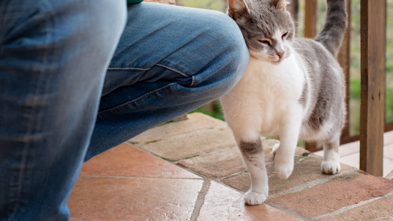 Algunos gatos permanecen todo el tiempo al lado de sus dueños.