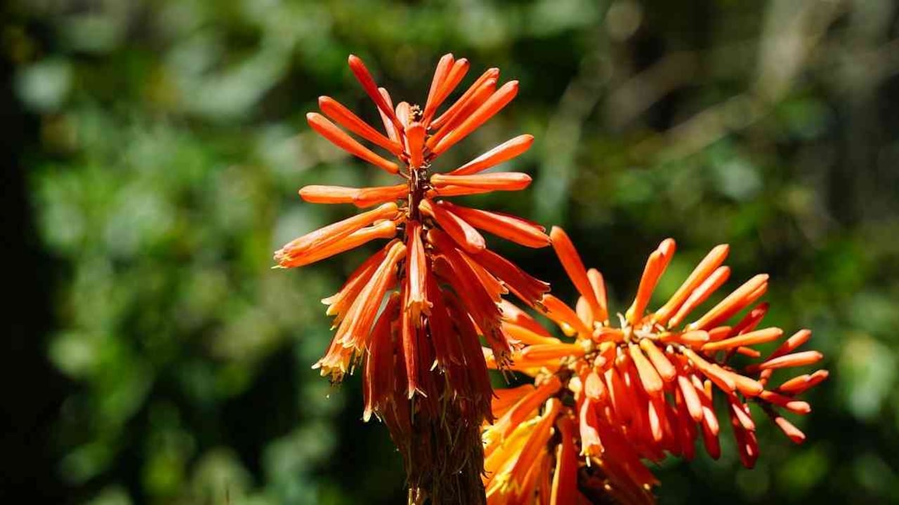 En el país hay 814 especies de flora con algún grado de amenaza. Foto: Pixabay