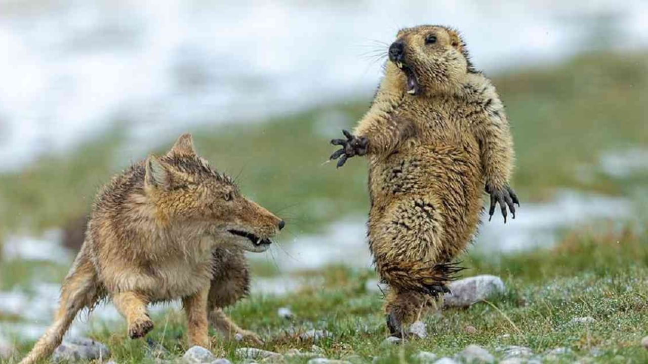 Ni siquiera la intervención de la madre de esta cría de marmota pudo cambiar el resultado de su encuentro con un zorro. Foto: YONGQING BAO