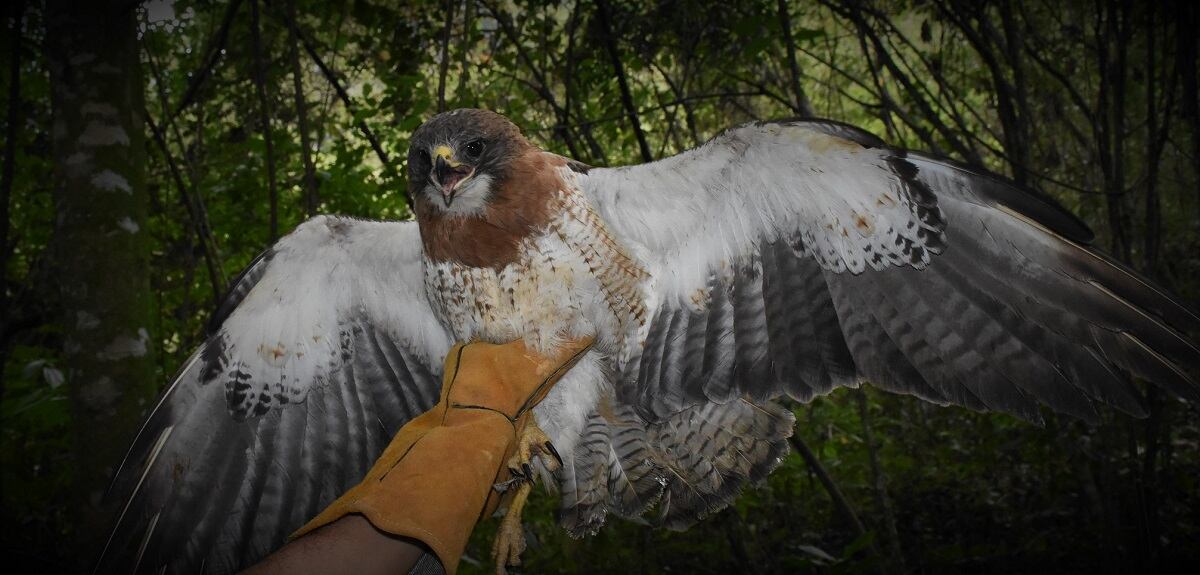 Ave liberada en el Huila
